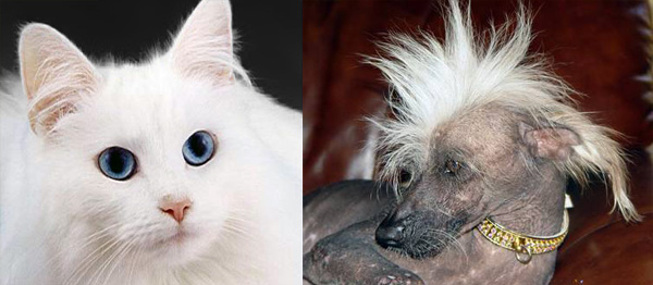 Белые голубоглазые кошки часто бывают глухими. Китайские хохлатые собаки могут иметь недостаток или избыток зубов, и эти зубы склонны быстро разрушаться.