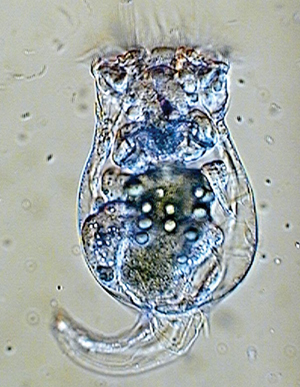 Коловратка Brachionus calyciflorus.