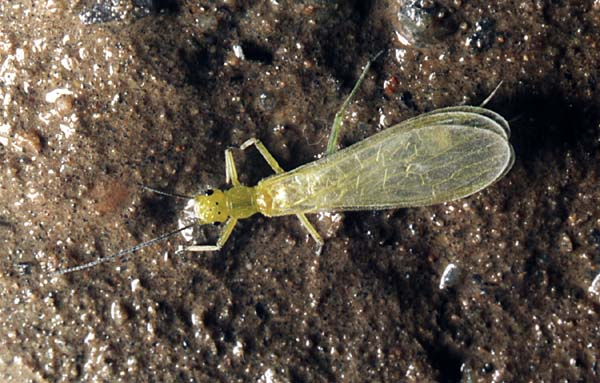 Веснянки – группа хищных водных насекомых, живущих на каменном дне и по берегам быстрых ручьев и речек. Как и другие плохо летающие реофилы, виды этого отряда имеют весьма узкие ареалы на территории Евразии.
