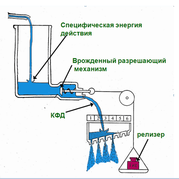 Рис. 1. Гидравлическая модель К.Лоренца.