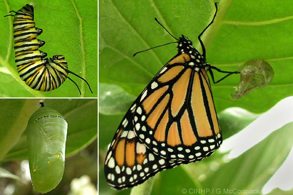 Личинка, куколка и имаго (взрослая стадия) бабочки монарх (<i>Danaus plexippus</i>).