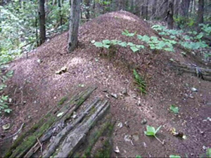 Гигантский муравейник в лесу Уральской слободы. Его длина - более 4 метров, ширина - более 2 метров, высота - 1 метр. Возраст этого муравейника более ста лет. Учитывая, что матка муравья живёт до 20 лет, в данном муравейнике сменилось, как минимум, пять поколений.