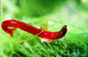 Рис. 2. Личинка хирономиды (комара-звонца) - типичный представитель макрозообентоса