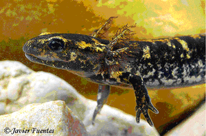 Три пары наружных жабр – самый броский из отличительных признаков личинок хвостатых амфибий (фото с сайта http://www.sierradebaza.org/Fichas_fauna/00_Anfibios/, © Javier Fuentes)