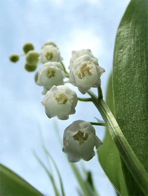 Ландыш майский (<i>Convallaria majalis</i>).\nhttp://www.plantarium.ru/page/image/id/91268.html\n \n