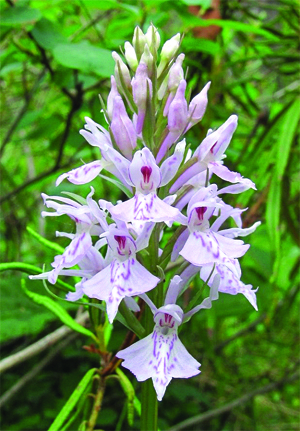 Пальчатокоренник Фукса (<i>Dactylorhiza fuchsii</i>).\nhttp://www.plantarium.ru/page/image/id/99794.html\n