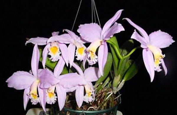 Орхидея, которую можно заказать в интернете, вид входит в I приложение конвенции SITES (адрес сайта и название вида не указаны преднамеренно).\n