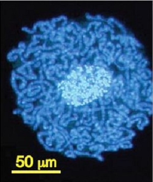 Рис. 1б. Симбионты листоблошки - бактерии <i>Carsonella</i> в специализированной клетке хозяина (бактериоците)