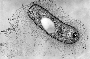 Рис. 2б. Обычно молодые клубеньковые бактерии палочковидной формы, но внутри клубеньков они меняют свою форму