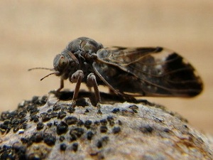 Рис. 1а. Листоблошка <i>Pachypsylla venusta</i>