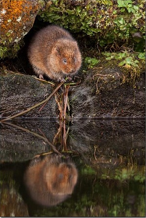 Рис. 1. Водяная полёвка (<i>Arvicola terrestris</i>)