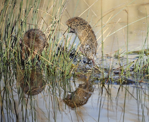 Рис. 2. Брачный ритуал водяных полевок. Фото с сайта http://www.flickriver.com/photos/tags/arvicolaamphibius/interesting/