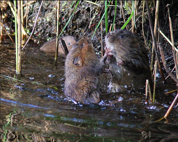 Дерущиеся водяные полевки (<i>Arvicola terrestris</i>). Фото с сайта http://www.flickriver.com/photos/tags/arvicolaamphibius/interesting/\n \n