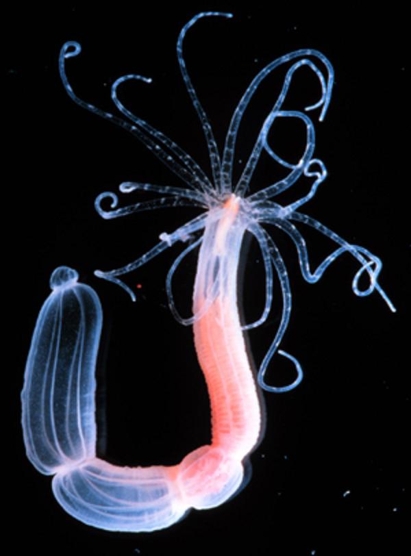 Актиния <i>Nematostella vectensis</i>