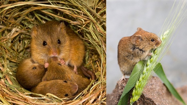 Рыжая полевка с детенышами и без