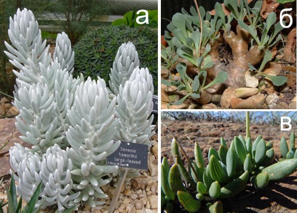 Рис. 1 Жизненные формы суккулентных представителей разных ветвей Senecioneae: а) густо-войлочноопушенный листовой суккулент <I>Senecio haworthii</I> ветви Senecio medley-woodii; б) стеблевой суккулент <I>Othonna cacalioides</I> ветви Othonninae; в) листовой суккулент <I>Curio citriformis</I> из группы Curio. Фото с сайтов n-s-succulents.co.uk, www.cactuspro.com, redlist.sanbi.org