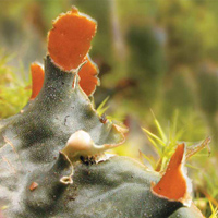 Сотрудничество в эволюции