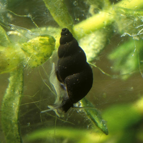 Рис. 1. Пресноводная улитка Potamopyrgus antipodarum и озеро Александрина