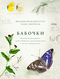 Бабочки
