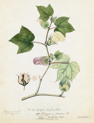 Gossypium religiosum