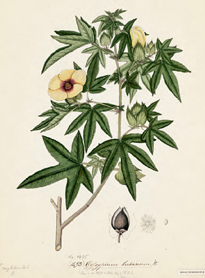 Куст и семена Gossypium neglectum, иначе называемого G. arboreum
