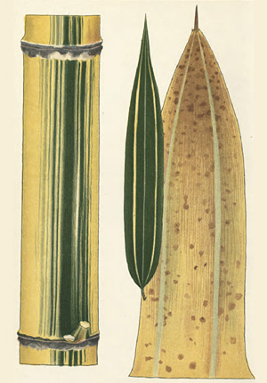 Часть стебля, лист и листовое влагалище бамбука Phyllostachys castillonis