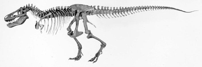 Скелет Tyrannosaurus rex в Американском музее естественной истории в Нью-Йорке («Биомолекула.ру»)