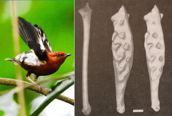 Прам подробно рассказал про самцов манакина Machaeropterus deliciosus, которые исполняют брачные серенады с помощью резонирующих крыльев, примерно как сверчки и цикады. Чтобы песня звучала красивее, у самцов манакина изменилась структура локтевых костей: они стали короче, толще, и на них появились рельефные выступы для крепления сухожилий. 