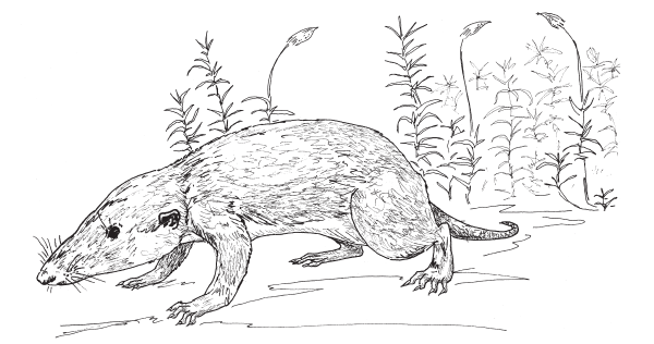 Morganucodon.