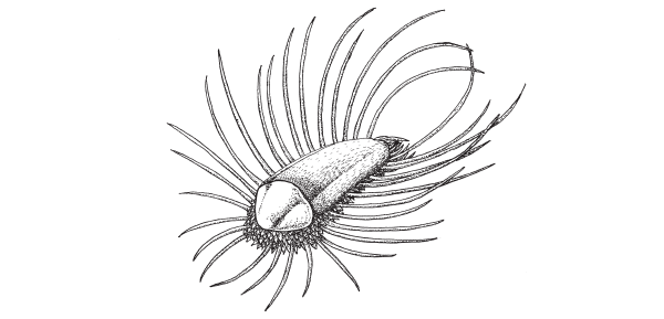 Orthrozanclus reburrus — морское животное, жившее 505 млн лет назад, — по-видимому, близкий родственник общего предка моллюсков и кольчатых червей. Из Conway Morris, Caron, 2007.