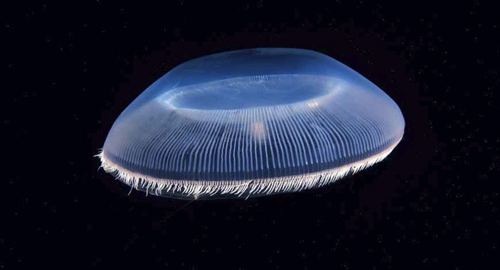 Гидромедуза экворея (Aequorea sp.). Фото Александра Семёнова. («Волшебный мир холодных морей») 