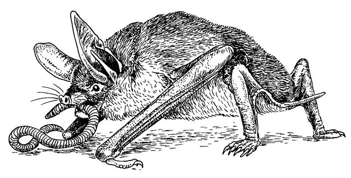 Рис. 4. Новозеландская летучая мышь (Mystacina tuberculata), поедающая дождевого червя («Троицкий вариант» №20, 2021)