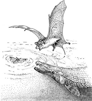 Рис. 5. Маленькая летучая мышь палеохироптерикс (Palaeochiropteryx tupaiodon) и панцирная щука одновременно заинтересовались упавшей на воду ночной бабочкой («Троицкий вариант» №20, 2021)