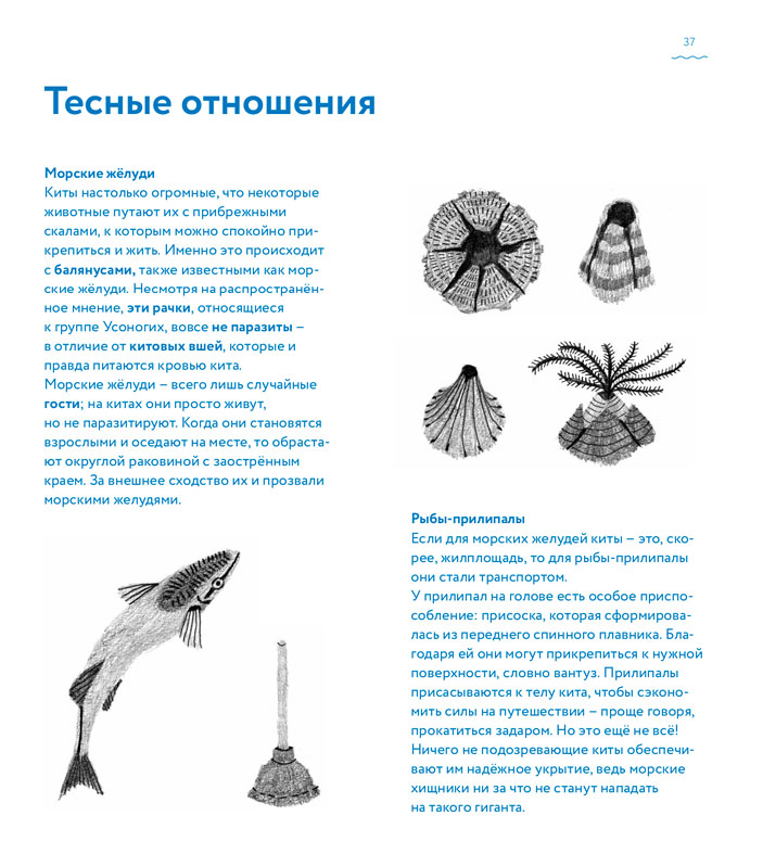 Рис. 2. Иллюстрации из &laquo;Книги о китах&raquo;, на которых изображены морские желуди и рыбы-прилипалы, а также рассказывается об их взаимоотношениях с китообразными (biomolecula.ru)