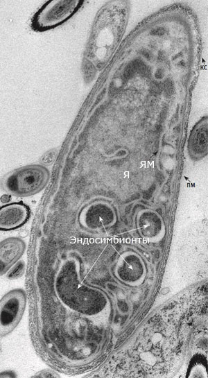 Рис. 37. Уникальный микроорганизм из морских глубин