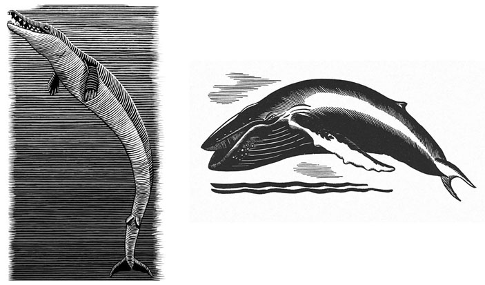 Базилозавр из книги Пайенсона и кит-горбач из «Моби Дика»