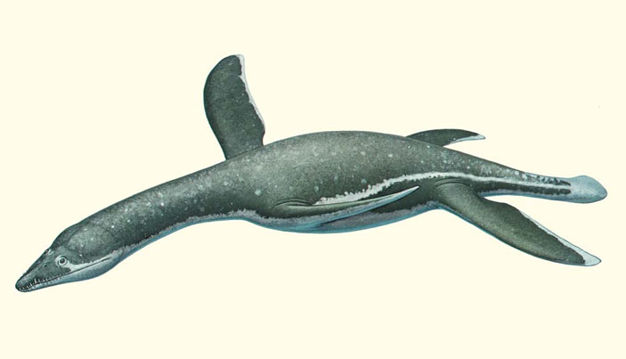 Ромалеозавр (Rhomaleosauridae) («Природа» №5, 2019)