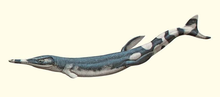 Морской крокодил метриоринхид (Metriorhynchidae) («Природа» №5, 2019)