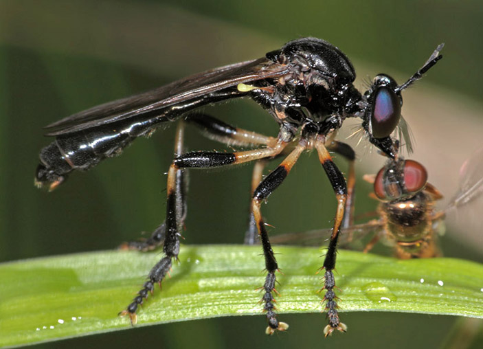 Самец Dioctria cothurnatha, муха семейства Syrphidae («Троицкий вариант — Наука» №13(282))