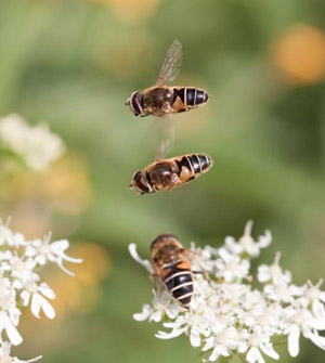 Брачное поведение мух Eristalis interrupta («Троицкий вариант — Наука» №13(282)) 