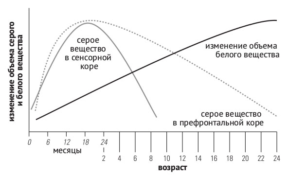 Рисунок 1. Динамика развития серого и белого вещества мозга («Биомолекула.ру»)