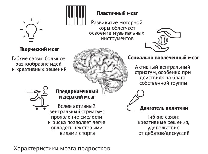 Рисунок 3. Характеристики мозга подростков («Биомолекула.ру»)