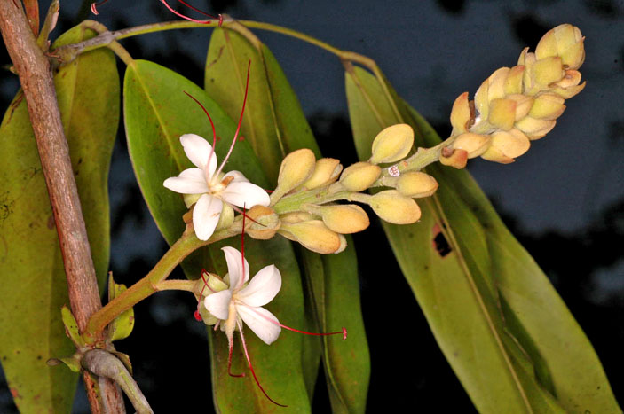 Humboldtia vahliana