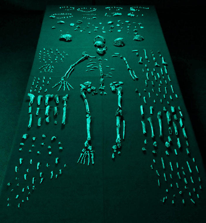 Homo naledi («Горький»)