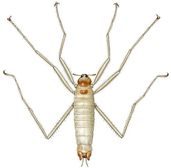 Saurophthirus longipes — ископаемый родич блох, который жил в меловом периоде и пил кровь летающих ящеров