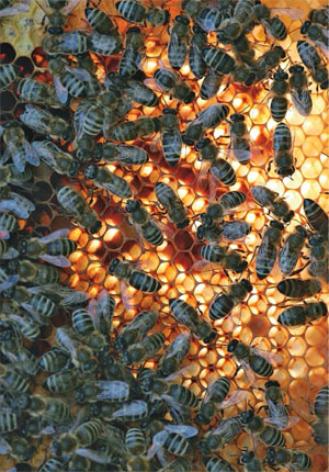 Пчелы (изображение: lyubiteknigi.blogspot.com)