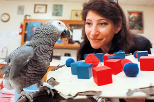 Айрин Пепперберг (Irene Pepperberg) (изображение: nytimes.com)