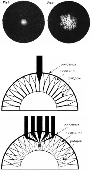 Два типа составного глаза у насекомых