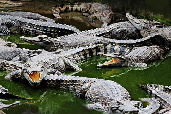 Фото: Shutterstock («Люди и крокодилы» // «Кот Шредингера», 2015, №11 (13))