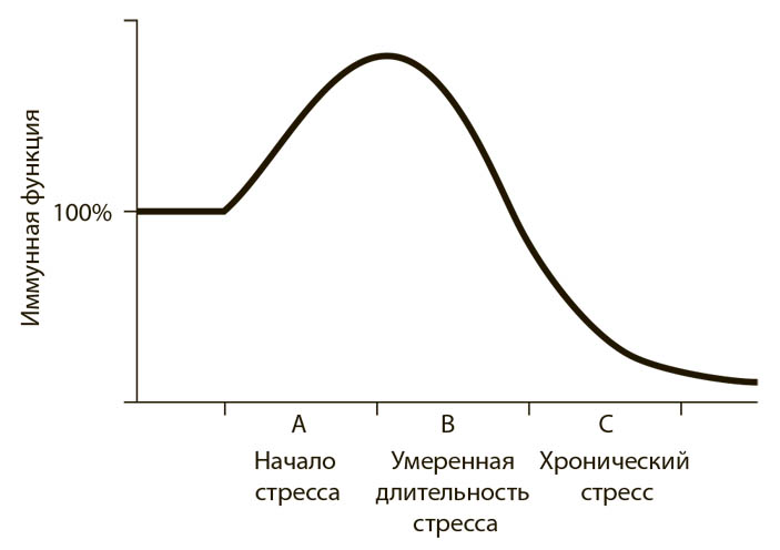 Рис. 28. Стресс ненадолго стимулирует иммунную систему
